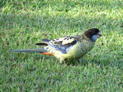 Platycercus venustus
