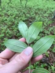 Uvularia puberula