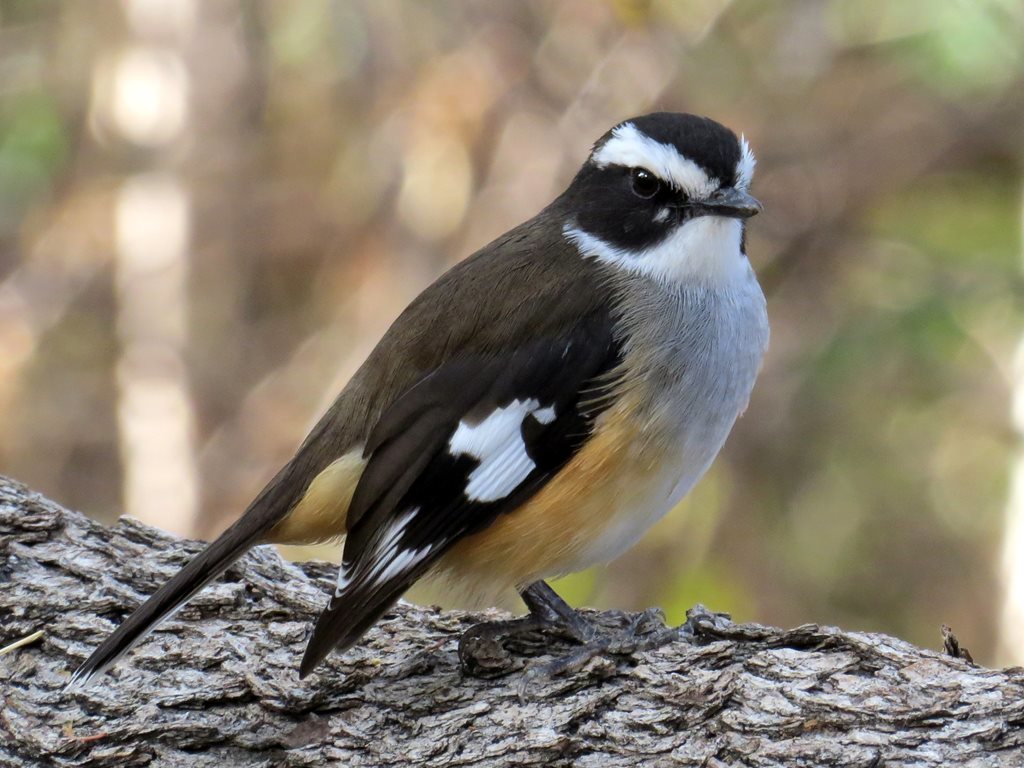 Buff-sided Robin photo