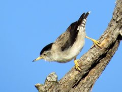 Daphoenositta chrysoptera leucoptera