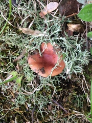 Russula puellaris