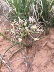 Allium macropetalum