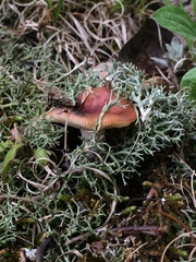 Russula puellaris