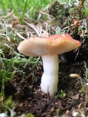 Russula puellaris