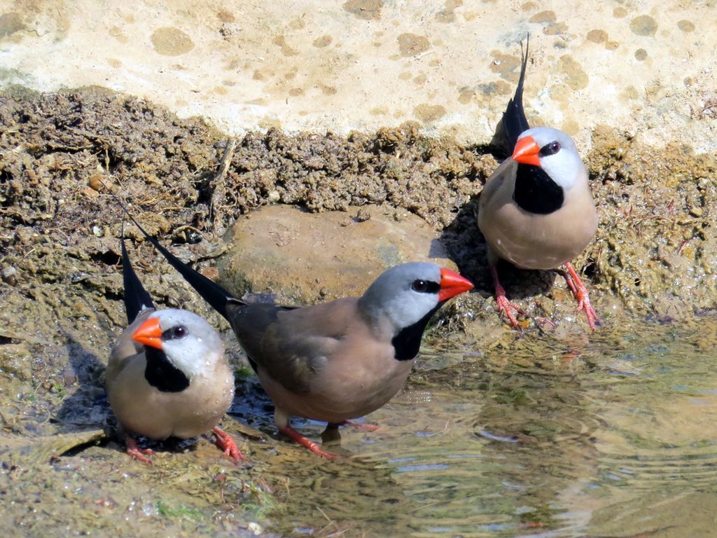 Long-tailed Finch