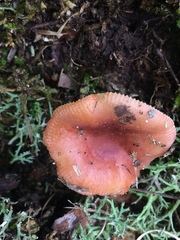 Russula puellaris