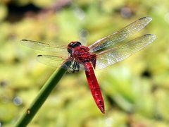 Urothemis aliena