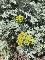 Constancea nevinii