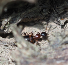 Anthelephila pedestris