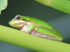 Litoria fallax
