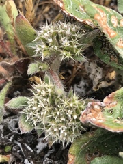 Chorizanthe howellii