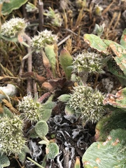 Chorizanthe howellii