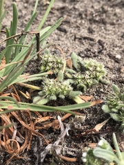 Chorizanthe howellii