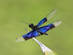 Rhyothemis resplendens