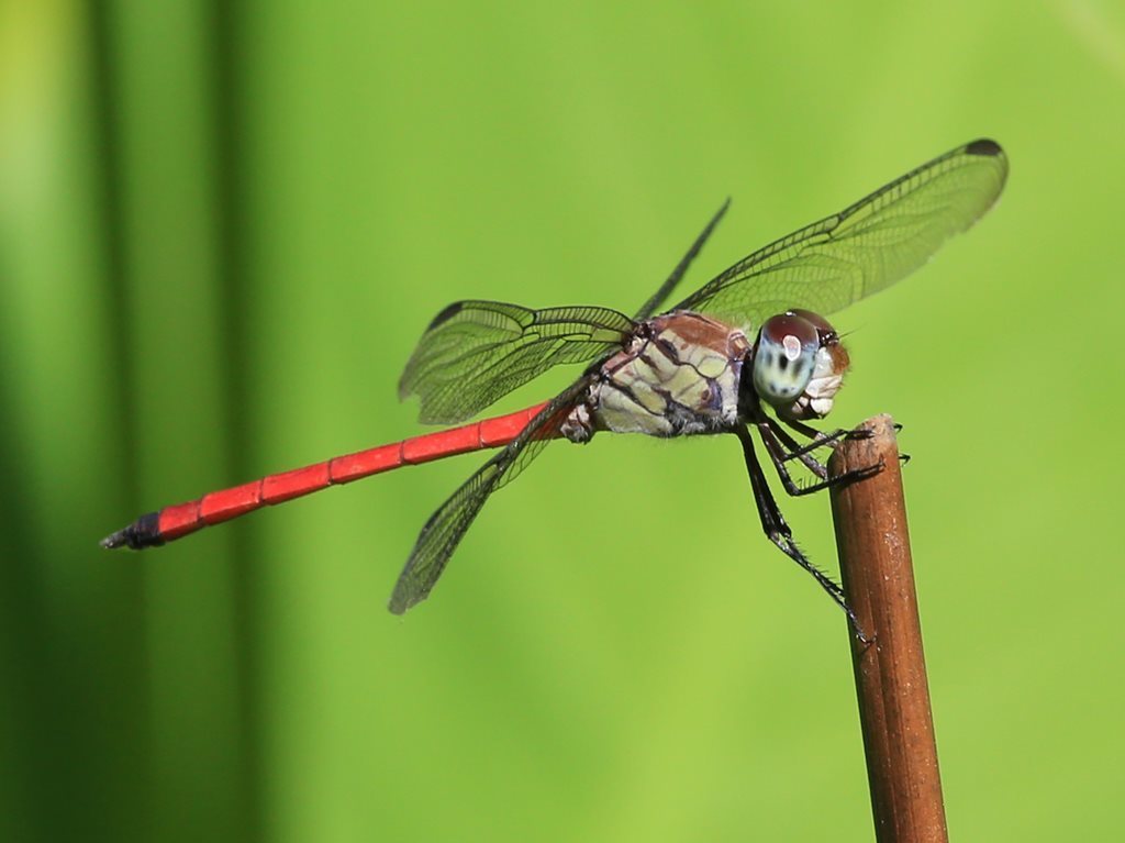 Asian Blood Tail