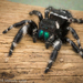 Phidippus audax - Photo (c) Melody Lytle,  זכויות יוצרים חלקיות (CC BY-NC), uploaded by Melody Lytle