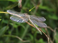 Hemigomphus comitatus