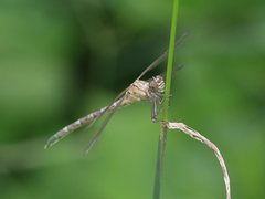 Hemigomphus comitatus