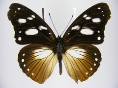 Hypolimnas anthedon anthedon