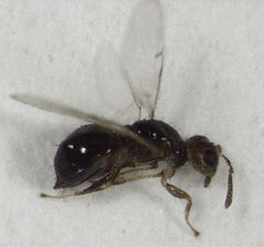 Herodotia subatriventris