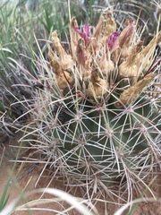 Sclerocactus cloverae