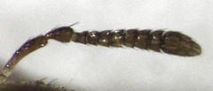 Herodotia subatriventris