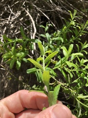 Baccharis plummerae plummerae