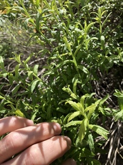 Baccharis plummerae plummerae