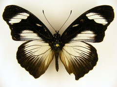 Hypolimnas anthedon anthedon