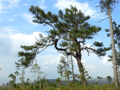 Pinus oocarpa