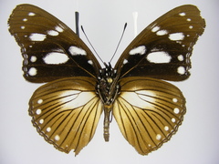 Hypolimnas anthedon anthedon