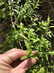 Baccharis plummerae plummerae
