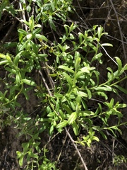Baccharis plummerae plummerae