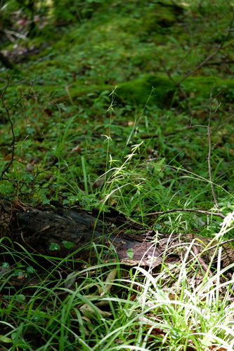 Image of Carex collinsii by (c) Bonnie Semmling, some rights reserved (CC BY)