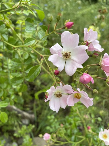 Rosa micrantha Borrer ex Sm.