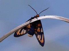 Amata antitheta
