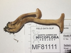 Laccaria laccata pallidifolia