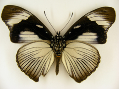 Hypolimnas anthedon anthedon