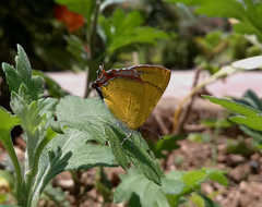 Heliophorus
