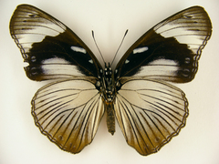 Hypolimnas anthedon anthedon