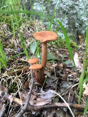 Laccaria laccata pallidifolia