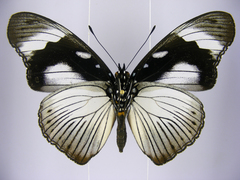 Hypolimnas anthedon anthedon