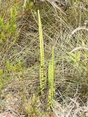 Lindsaea stricta