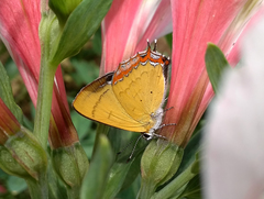 Heliophorus