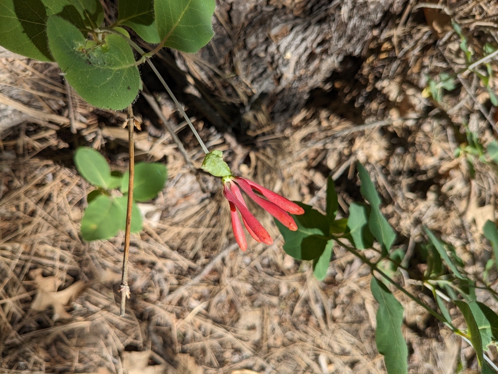 Lonicera arizonica; photograph author not stated, no rights reserved