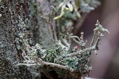 Cladonia polydactyla