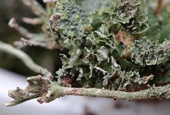 Cladonia polydactyla