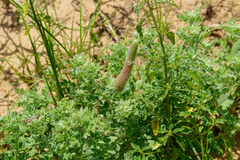 Dalea obovata