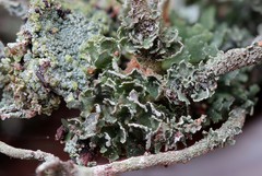 Cladonia polydactyla