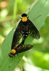 Chrysopilus thoracicus